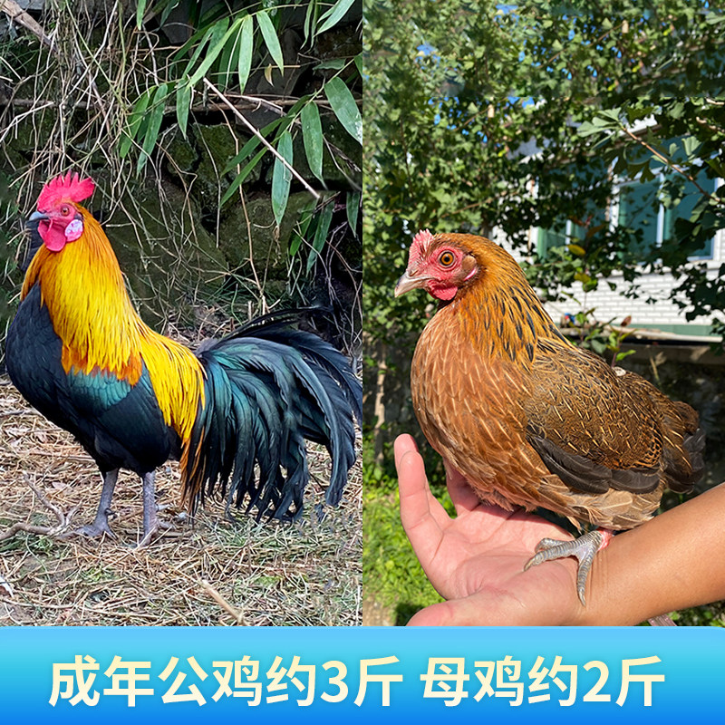 纯种云南茶花鸡种蛋受精蛋可孵化种蛋观赏白耳茶花鸡受精蛋可孵化,淘宝优惠券,粉丝福利购,淘宝优惠卷