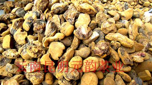 云南野生桑树桑黄 桑黄片桑黄粉 养生新趋势森林黄金特卖100元/斤 - 图2