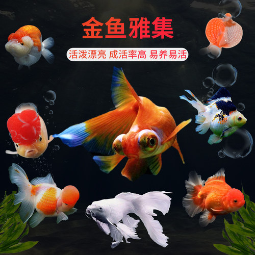 草金鱼金鱼锦鲤鱼小淡水观赏鱼活体好养冷水鱼纯种苗淡水鱼兰寿 - 图0