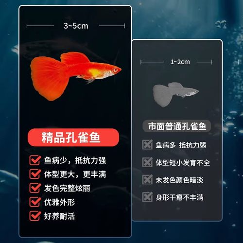 孔雀鱼热带纯种活鱼苗淡水小型好养易观赏鱼胎生凤尾鱼灯科鱼混养 - 图1