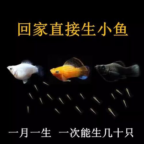 玛丽球鱼 吃油膜玛丽鱼 胎生鱼 大肚子母鱼直接生小鱼 新手好养 - 图3