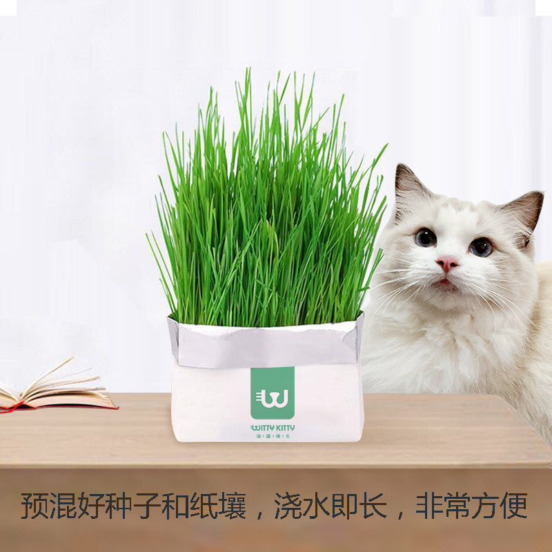 无土猫草营养土栽培营养土培猫零食水盆猫草