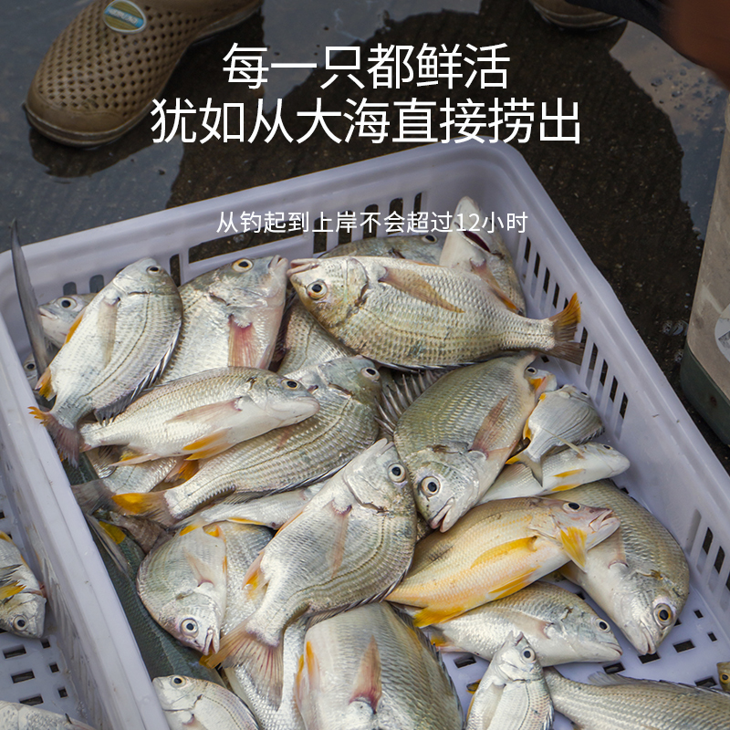 黄翅鱼 1-2只500g 东山岛海鲜 海捕海鲫鱼 黄鲷鱼黄鳍鲷黄脚立 - 图0