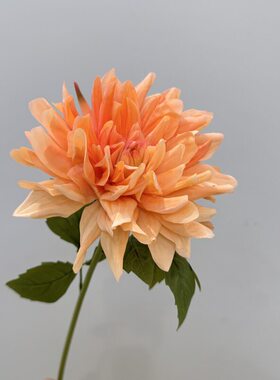 超级手感保湿大丽花家居插花