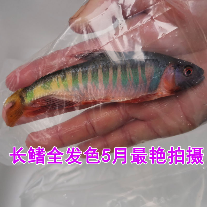 马口长鳍鱲宽鳍鱲桃花鱼类高屏原生冷水鱼群游观赏鱼活体包邮 - 图0