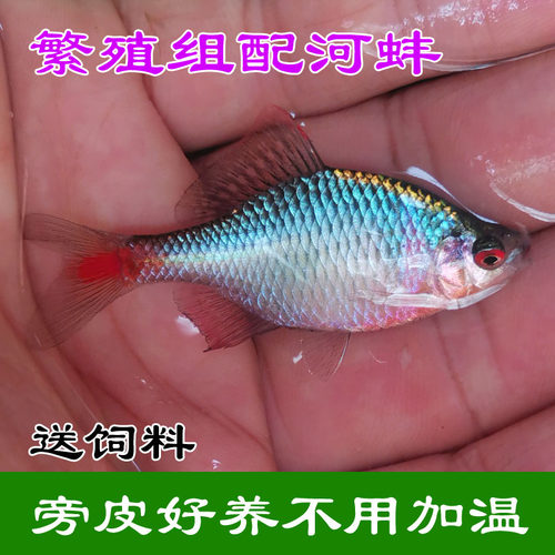 好养淡水观赏鳑鲏鱼火山七彩石旁皮除藻冷水鱼活体原生群游鱼 - 图0