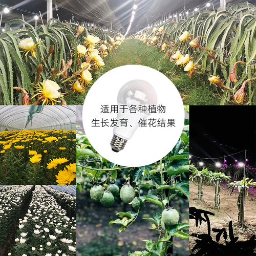 蔬菜多肉火龙果百香果菊花大棚增产催熟用仿太阳光led植物补光灯 - 图3