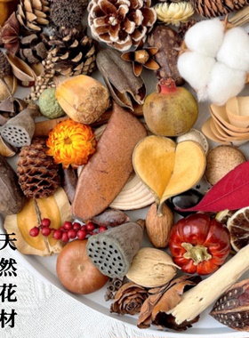 松果松塔橡果肉桂豆荚植物标本