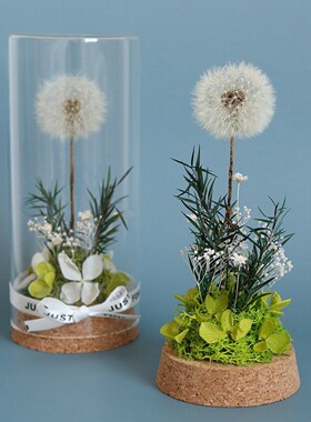 蒲公英干花真花植物标本装饰摆件