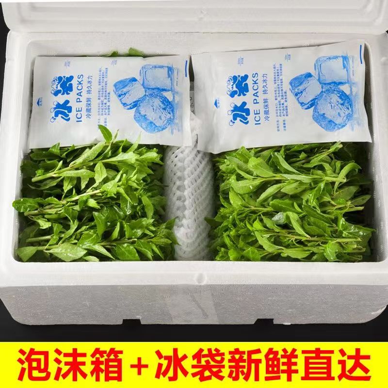 食用大叶十香菜新鲜十香菜河南石香菜苗麝香菜夏季凉菜调味菜包邮 - 图1