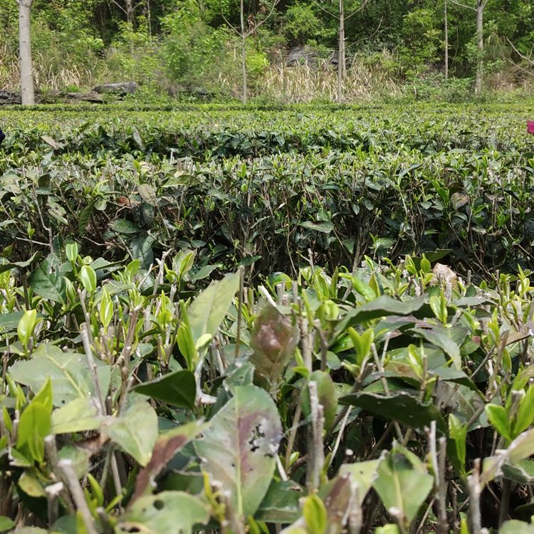 茶叶梗去甲醛家用绿茶除味茶梗去异味新房新车家具除味散装茶叶梗 - 图2