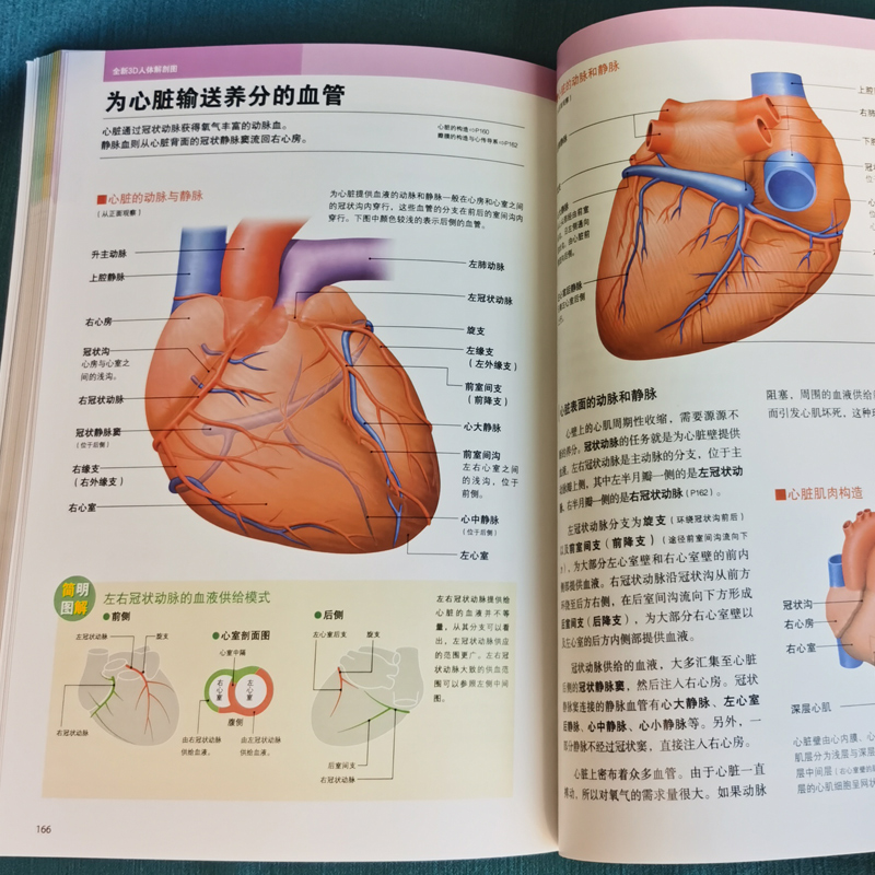 人体骨骼结构名称血管神经消化大脑九大系统防御系统3D模型展示图 - 图2