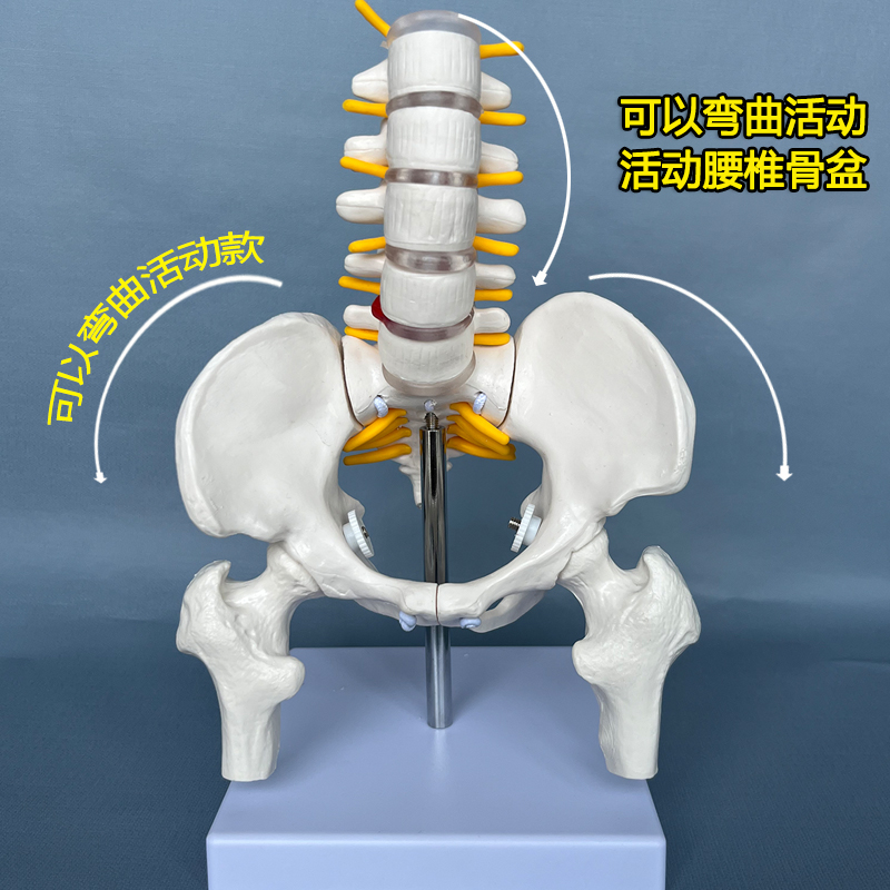 人体女可活动骨盆模型腰椎脊椎产后修复骨盆关节医用活动骨骼骨架 - 图3