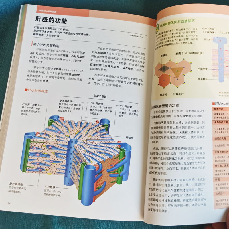 人体骨骼结构名称血管神经消化大脑九大系统防御系统3D模型展示图