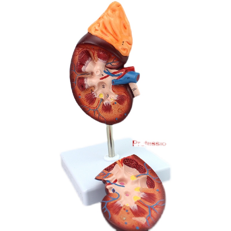 NOVO颐诺医学人体肾脏解剖模型肾模型医学泌尿科解剖系统用模型-图3