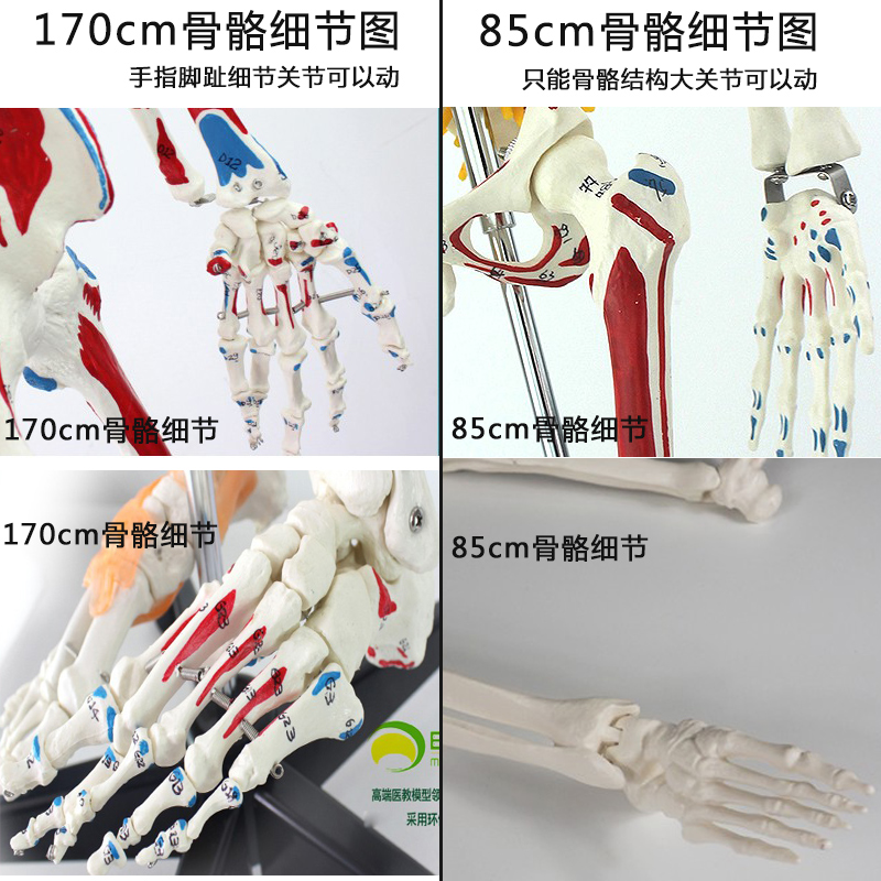 全身人体骨骼模型医用高端医学教学活动拆卸结构骨架解剖可肌肉点-图1