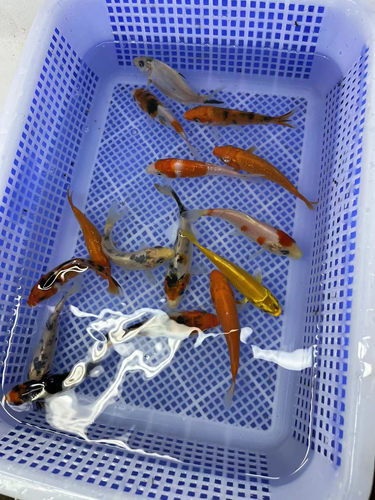 纯种日本淡水观赏鱼小锦鲤鱼苗夏花寸花混合品种冷水鱼好养红鲤鱼 - 图1