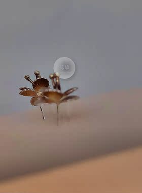 笃挚原创 孤品 手工 深秋茉莉 特殊朱色 氧化处理 925 纯银  耳钉
