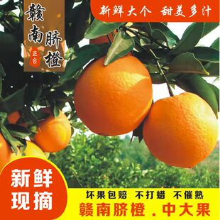 【产地直发】正宗赣南脐橙江西脐橙5斤装