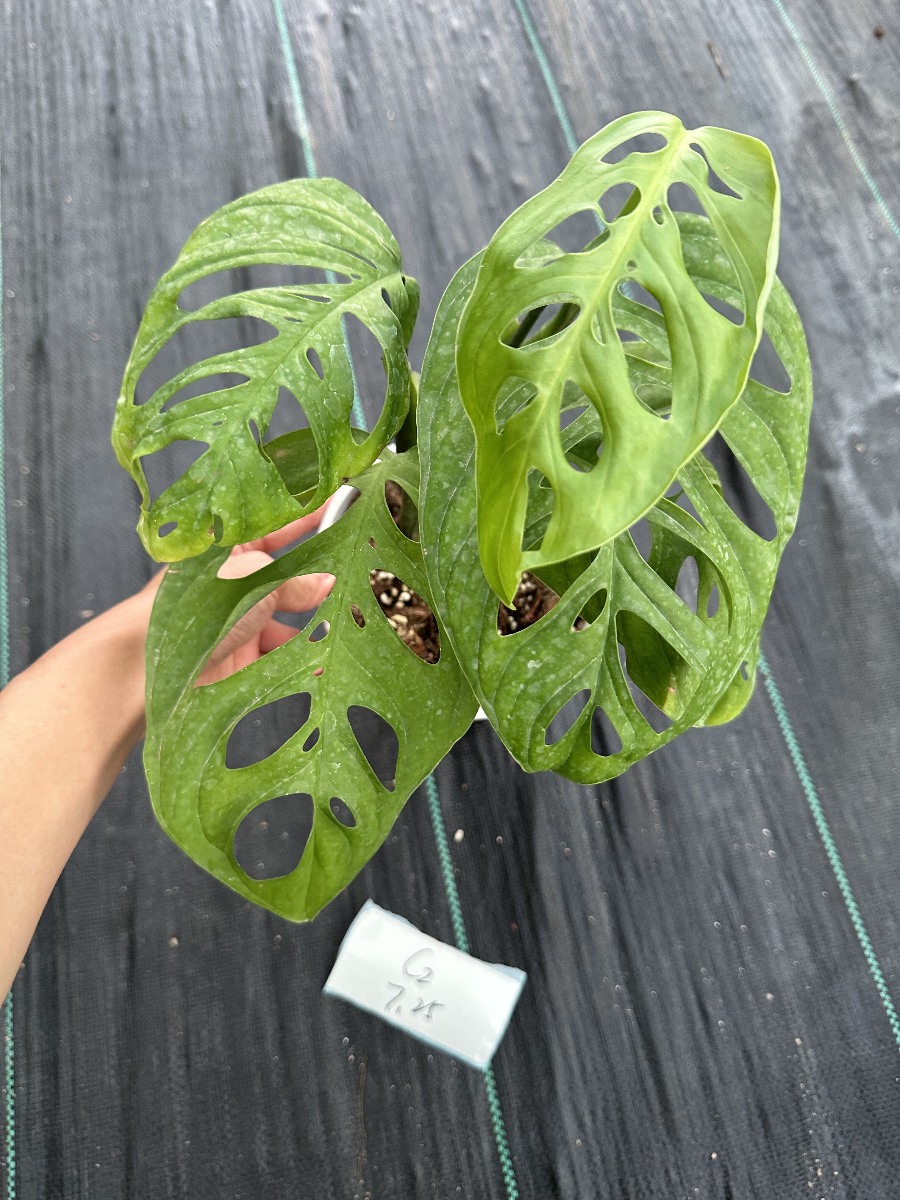 ME巨洞龟背竹网红绿植大叶热植室内观叶植物耐荫天南星科一物一拍,淘宝优惠券,粉丝福利购,淘宝优惠卷