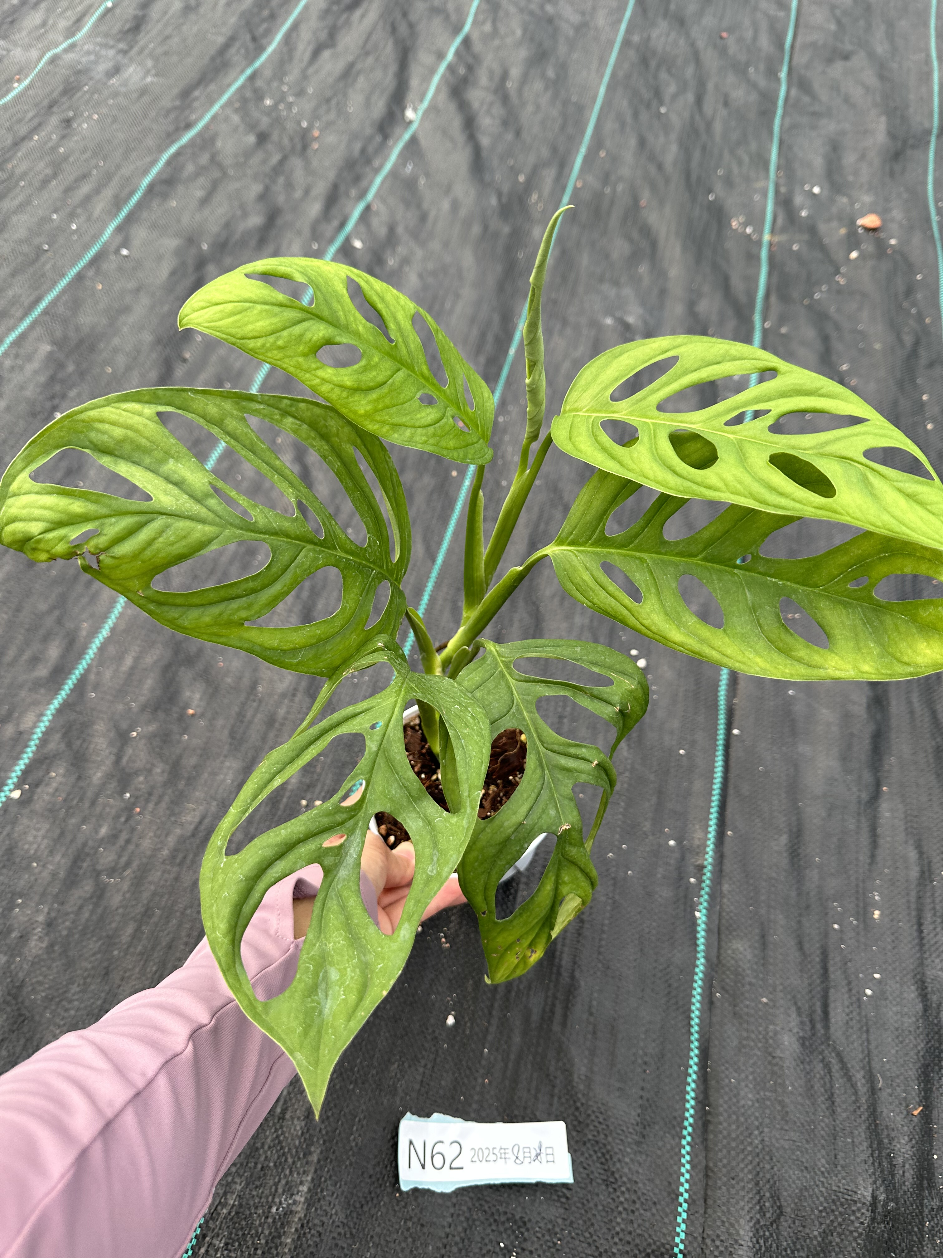 ME巨洞龟背竹网红绿植大叶热植室内观叶植物耐荫天南星科一物一拍,淘宝优惠券,粉丝福利购,淘宝优惠卷