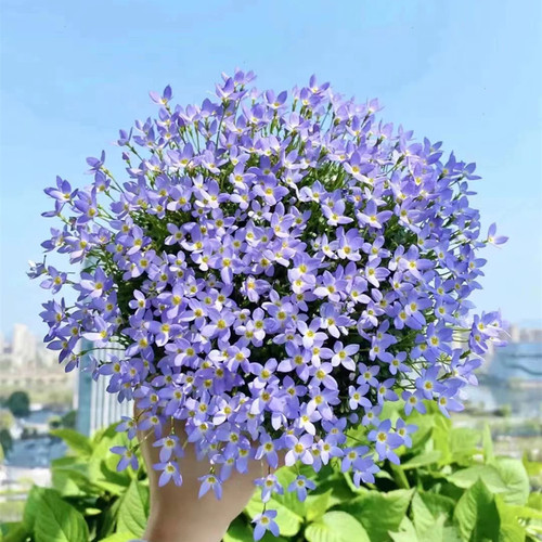 北美耳草小苗 蓝花耳草白花迷你山野草耐寒植物四季盆栽花卉包邮 - 图3