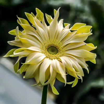 新品盆栽非洲菊花苗卷边扶郎花苗阳台四季开花植物非常容易养护 虎窝淘