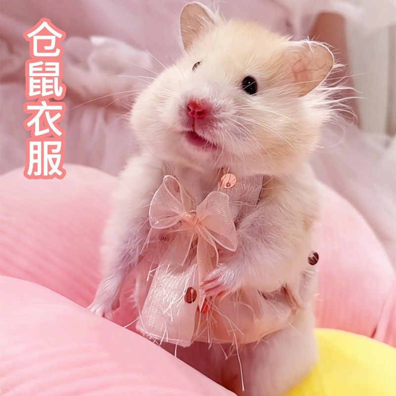 仓鼠可爱衣服服装裙子趣味造型小宠物毛线衣金丝熊花枝鼠服饰用品,淘宝优惠券,粉丝福利购,淘宝优惠卷