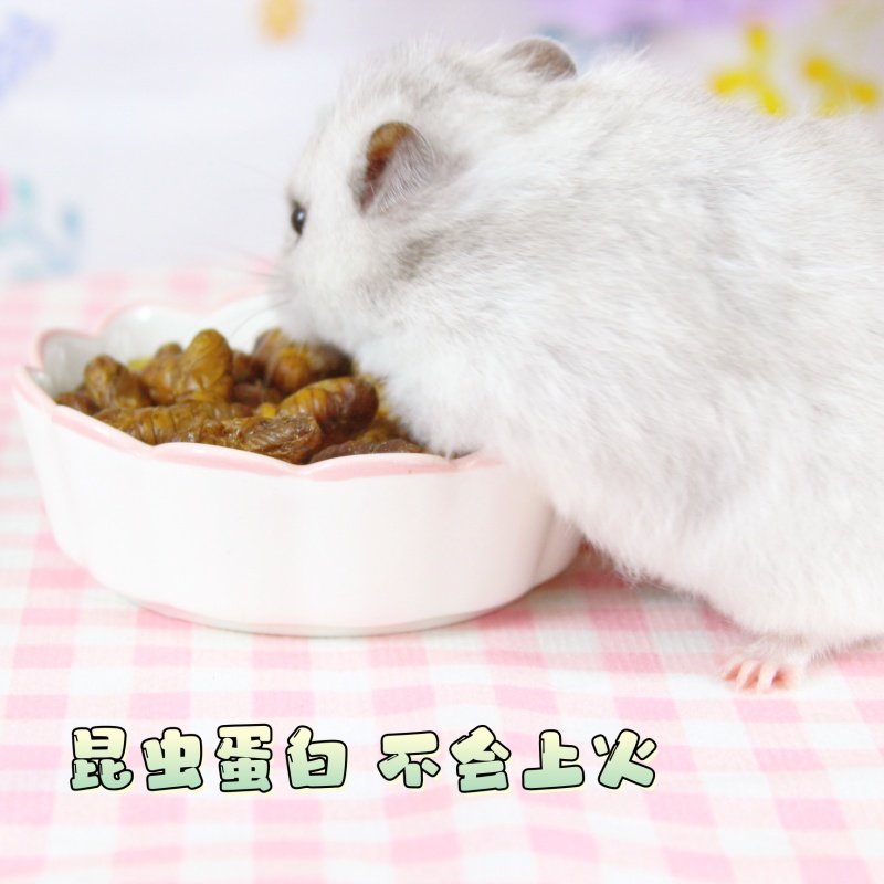冻干蚕蛹仓鼠零食昆虫蛋白守宫食物磨牙棒花枝鼠蜜袋鼯金丝熊虫子,淘宝优惠券,粉丝福利购,淘宝优惠卷