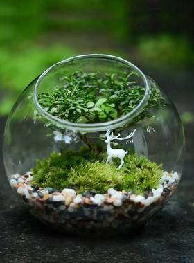 特价斜口微景观苔藓生态瓶 高透明多肉玻璃花瓶 diy花瓶创意礼品