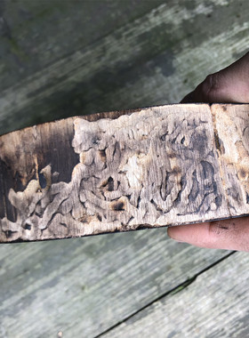 碳化手工diy木板圆形摄影年轮