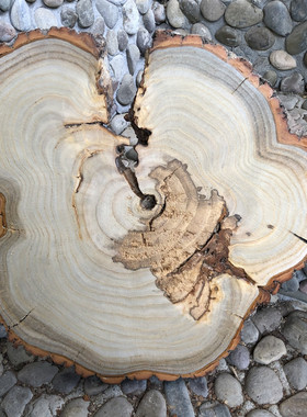 天然实木开裂装饰木块摄影道具