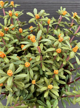 仿真绿植造景装饰假花马齿苋桃金娘软胶手感客餐厅摆件高级仿真花