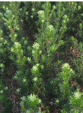 植物庭院植物罗汉松树苗