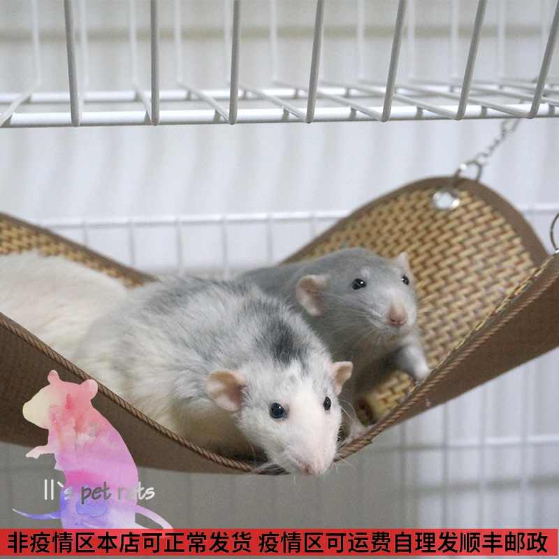 11鼠宝花枝鼠 新人首单立减十元 22年9月 淘宝海外 11鼠宝花枝鼠 新人首单立减十元 22年9月 淘宝海外