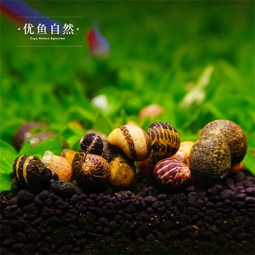 彩蛋螺观赏螺苹果螺黄金螺黑金刚螺除藻螺斑马螺杀手螺除藻 - 图2