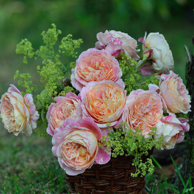 天狼月季 克劳德莫奈 多季节粉黄色条纹浓香灌木月季,淘宝优惠券,粉丝福利购,淘宝优惠卷