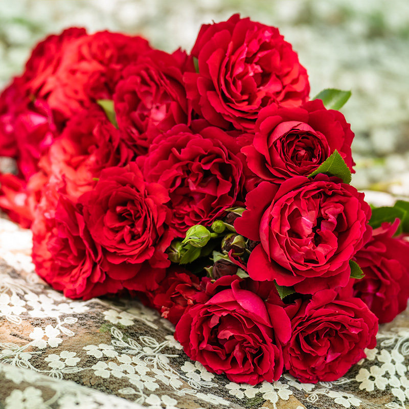 天狼月季裸根苗灌木型庭院露台地栽盆栽新手好养多季开花植物阳台,淘宝优惠券,粉丝福利购,淘宝优惠卷