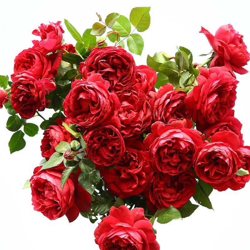 天狼月季 玫瑰国度的天使 抗病大花爬藤拱门大型藤本月季盆栽苗,淘宝优惠券,粉丝福利购,淘宝优惠卷