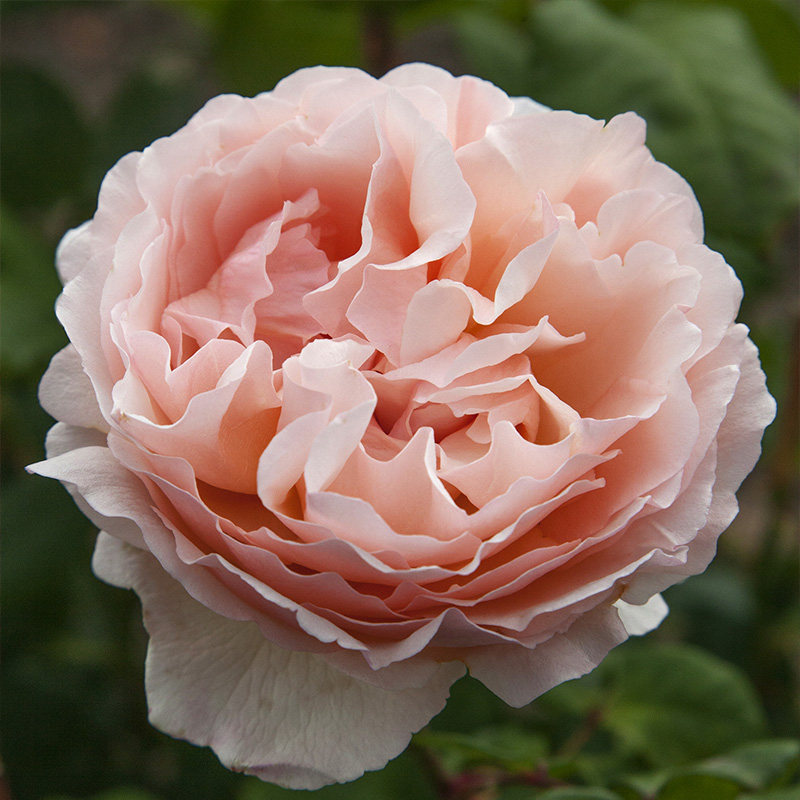 天狼月季 摩纳哥夏琳王妃 大花杂交茶香月季勤花花店切花玫瑰,淘宝优惠券,粉丝福利购,淘宝优惠卷