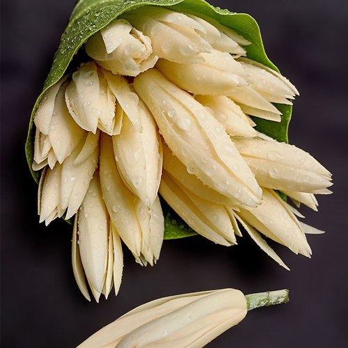 天狼白兰黄兰花盆栽浓香花期长庭院花园易养木本观花绿植花卉 - 图1