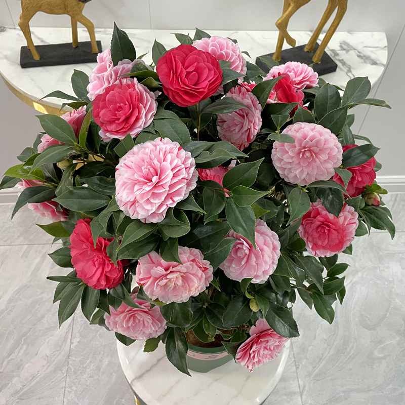 天狼山茶花香妃十八学士庭院花园喜光易养观赏性花卉绿植盆栽,淘宝优惠券,粉丝福利购,淘宝优惠卷