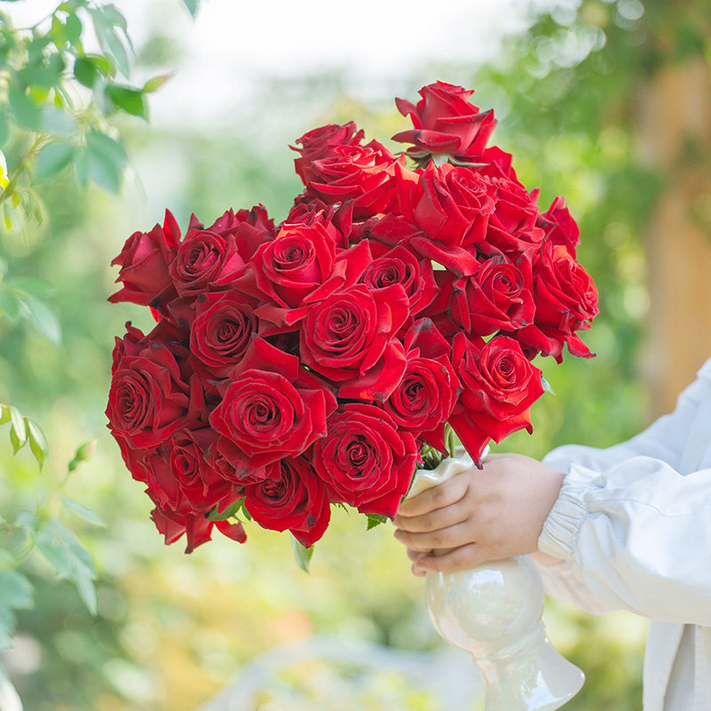 天狼月季2.8升盆栽苗庭院花园易养护观赏性四季花卉家庭园艺绿植,淘宝优惠券,粉丝福利购,淘宝优惠卷