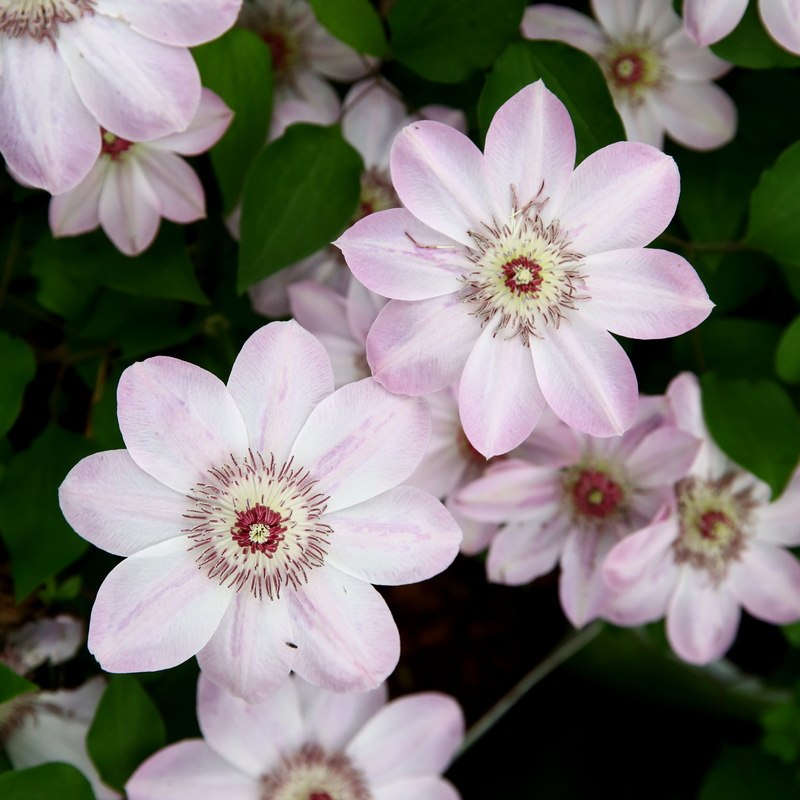 天狼铁线莲盆栽庭院阳台盆栽地栽好养花卉爬藤攀援花卉垂吊植物,淘宝优惠券,粉丝福利购,淘宝优惠卷