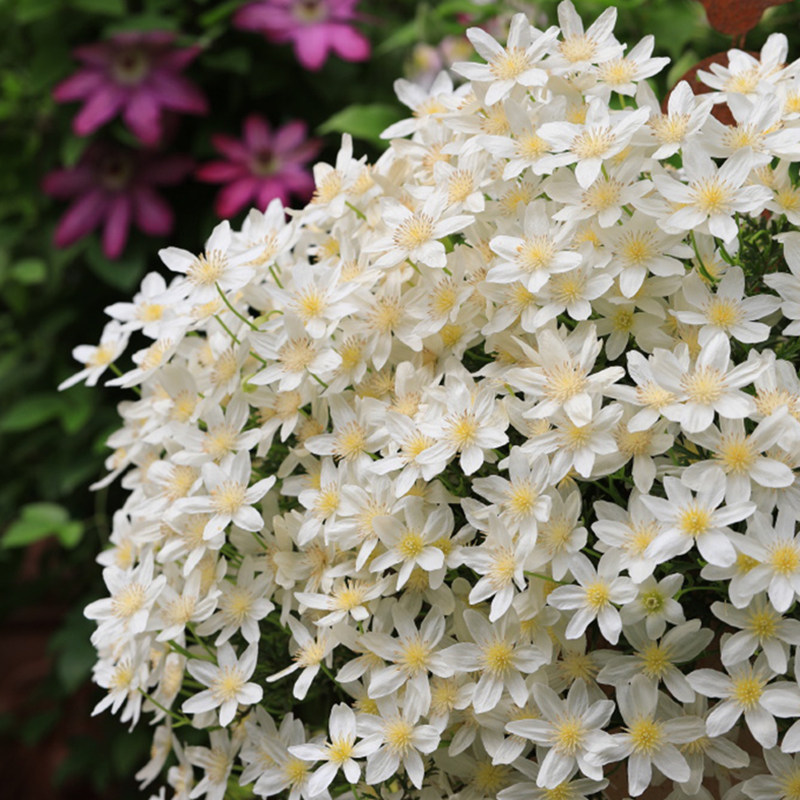 天狼铁线莲盆栽庭院阳台盆栽地栽好养花卉爬藤攀援花卉垂吊植物,淘宝优惠券,粉丝福利购,淘宝优惠卷