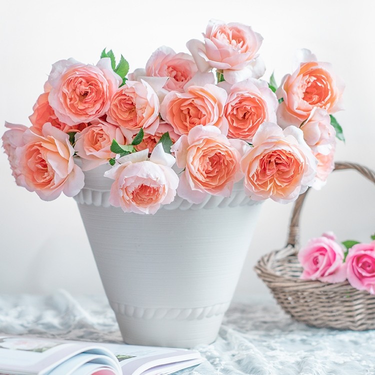 天狼月季裸根苗灌木型庭院露台地栽盆栽新手好养多季开花植物阳台,淘宝优惠券,粉丝福利购,淘宝优惠卷