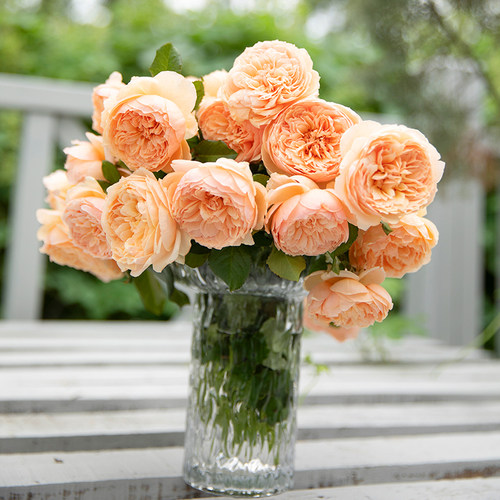 天狼月季非自育1.2升庭院阳台玫瑰苗花卉果汁黑巴克藤本带盆栽好 - 图2