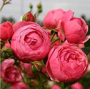 天狼月季艾拉绒球月季玫瑰多季勤花抗病可灌可藤月季,淘宝优惠券,粉丝福利购,淘宝优惠卷