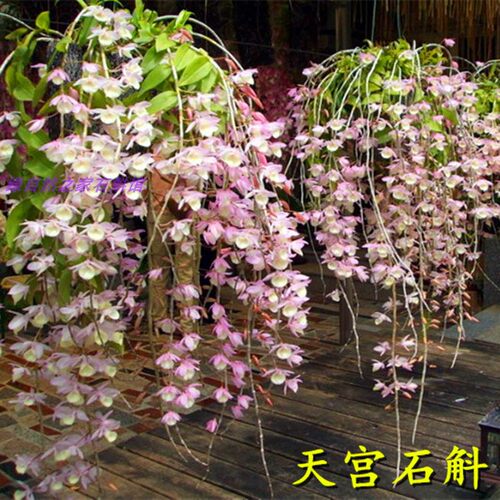 天宫石斛兰带花苞浓香型室内绿植兜唇石斛球花铁皮盆栽石斛兰花卉 - 图2
