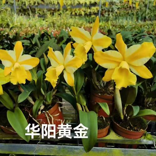 清仓大花卡特兰浓香新款泰国大花浓香卡特兰花卉洋兰石斛基地清仓 - 图2